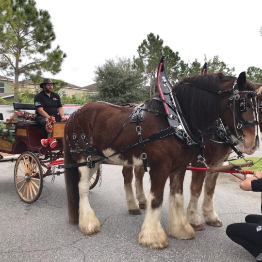 Two Clydesdale Horses pulling a carriage.